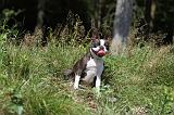 BOSTON TERRIER 145